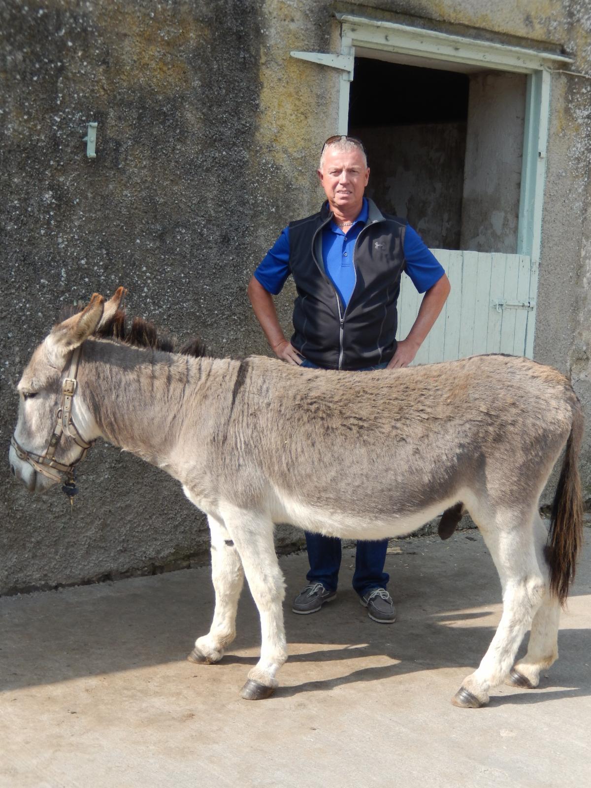 a man standing in front of an ass