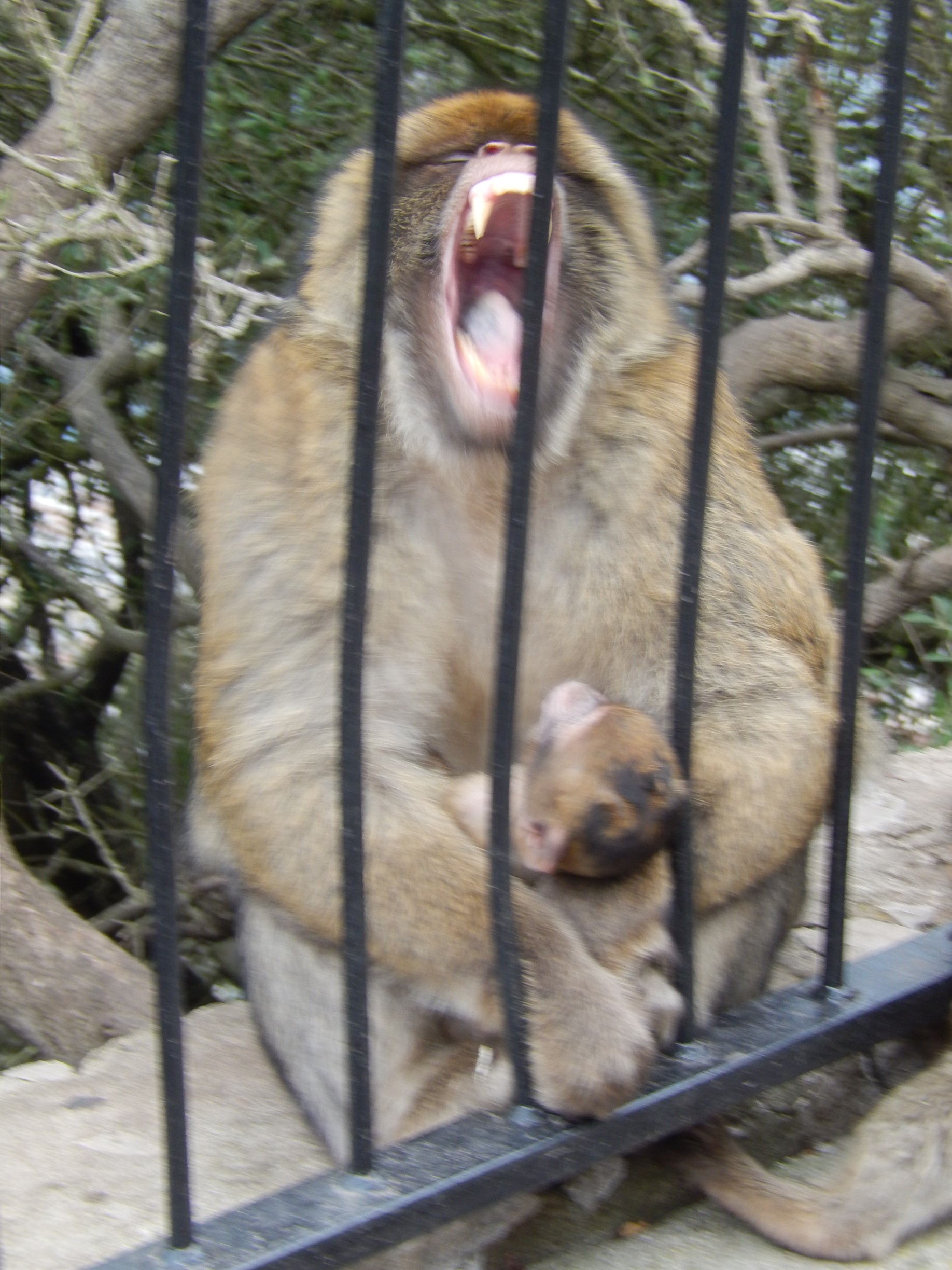 Monkey behind Fence 