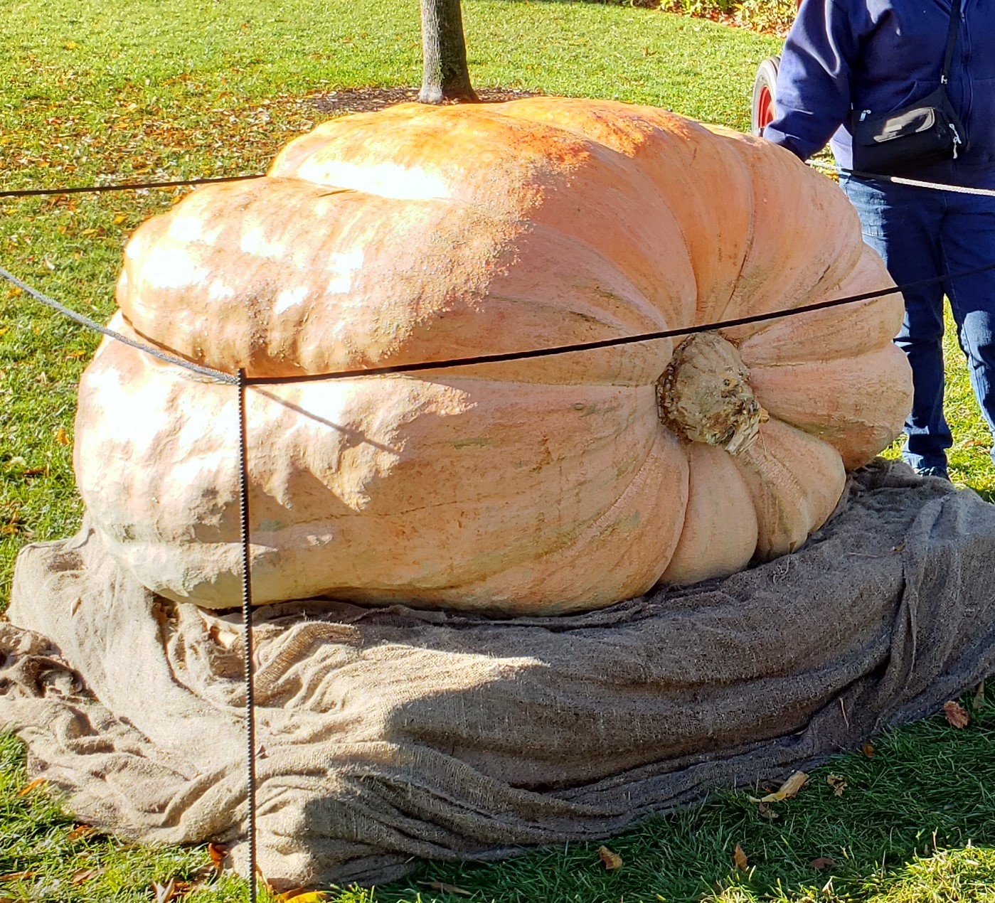 Giant Pumpkin