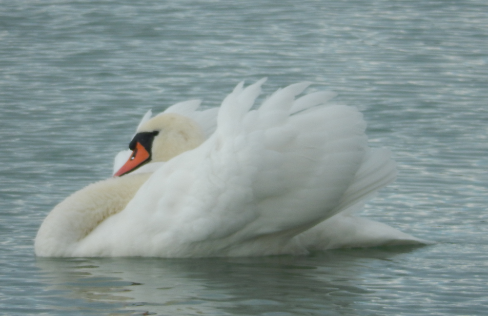 Swan