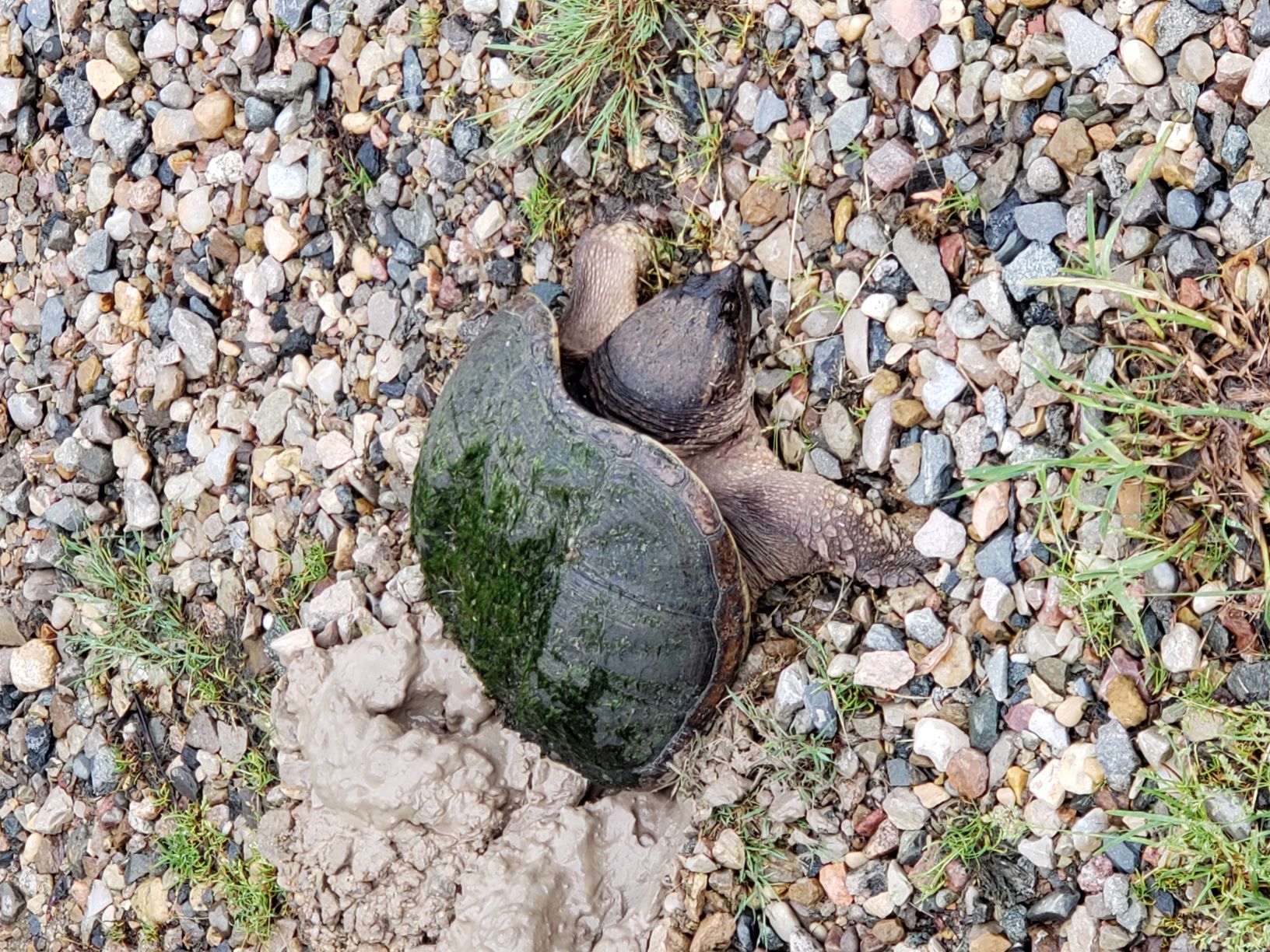 Turtle Lay Eggs