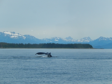 Whales Tail Vanishing into Sea