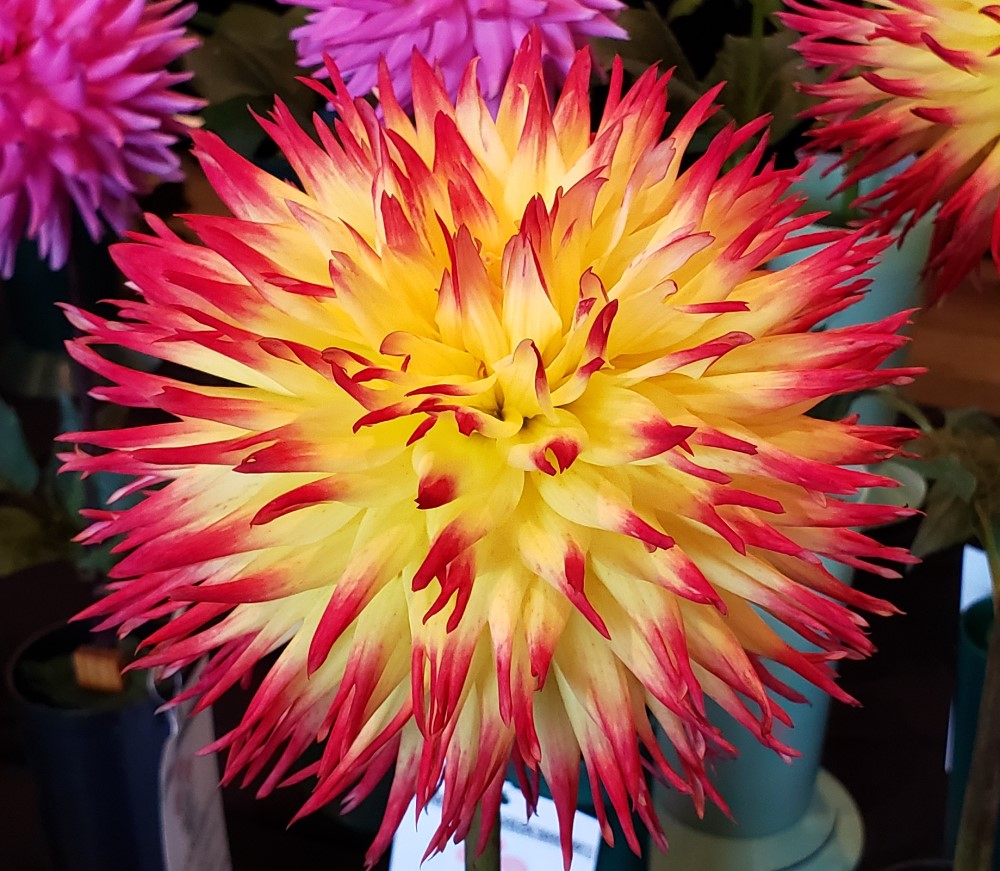 Dahlia Burning Flower